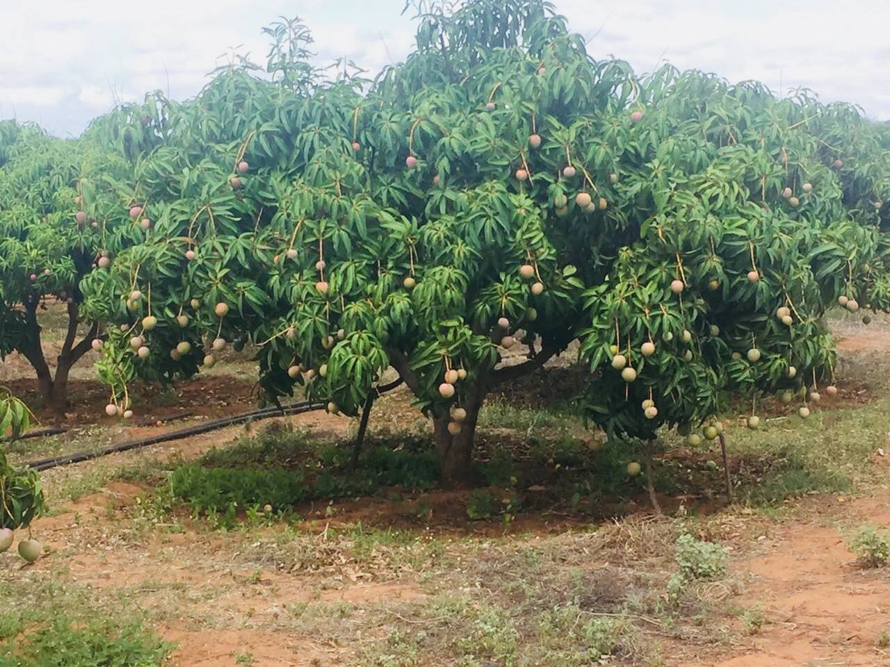 Mango Kent - Mullberry Growers